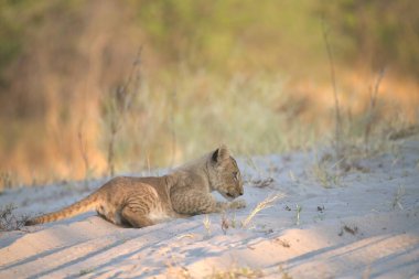 Çöldeki sevimli beyaz bir kedinin yakın plan fotoğrafı.
