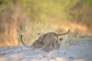 Genç çita bebekle oynuyor.
