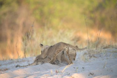 Çita yavrusu ve annesi namibya çölünde kumlarda oynuyorlar.