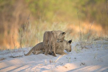 Afrika vahşi aslanı, panthera leo, yetişkin dişi yavru Kruger Ulusal Parkı, Güney Afrika; Panthera leo leo, Panthera leo ailesi