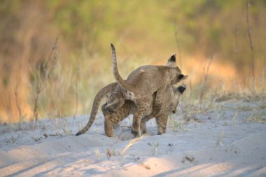 Dişi aslan ve yavru.