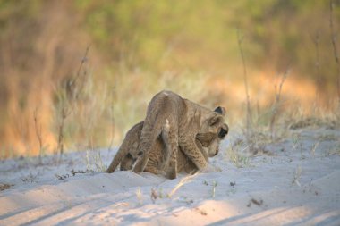 Aslan yavrusu kumda yürüyor.