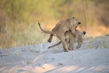 Aslan yavrusu annesiyle yürüyor.