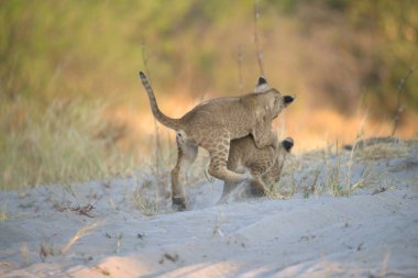 Çita yavrusu çimlerin üzerinde bir başkasına doğru yürüyor.