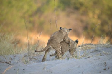 Aslan yavrusu çölde annesiyle oynuyor.