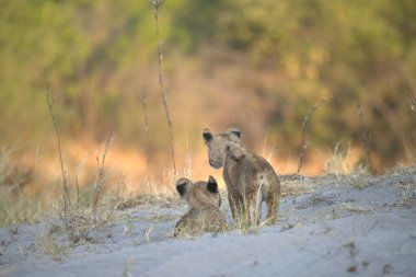 Yavru yavruları olan genç anne.