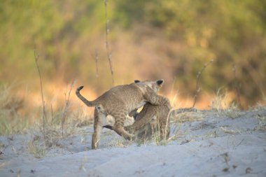 Güzel vahşi aslan yavrusu