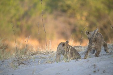 Vahşi doğadaki genç yaban domuzu