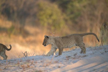 Savanadaki vahşi aslan
