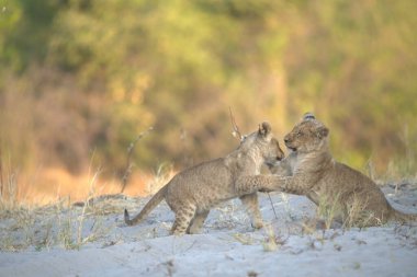 Vahşi aslanın vahşi doğasında