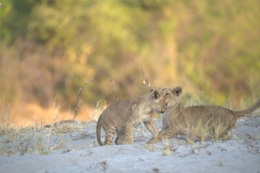Güney Afrika 'daki Kruger Ulusal Parkı' nda kumda yürüyen aslan yavrusu.