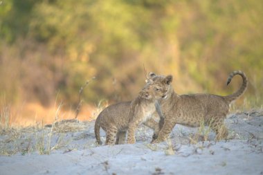 Ölü denizin sahilinde aslan yavruları