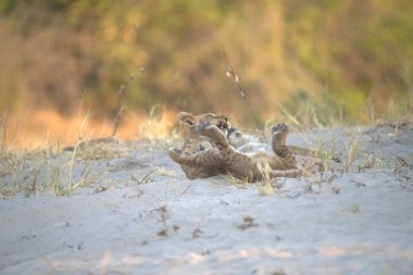 vahşi çita, hayvan, yırtıcı memeli