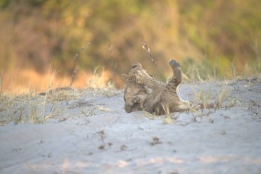 Şirin bir sincabın yakın plan fotoğrafı.