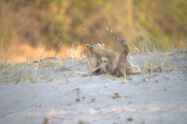 Kumsalda oynayan sevimli bir kedi yavrusu.