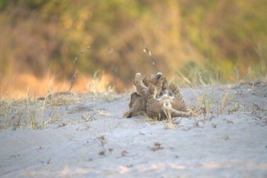 Yere uzanmış güzel bir tavşan resmi.