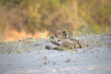 Vahşi hayvanlar, seçici odaklanma
