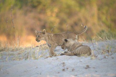 Cheetah Savannah, Namibya