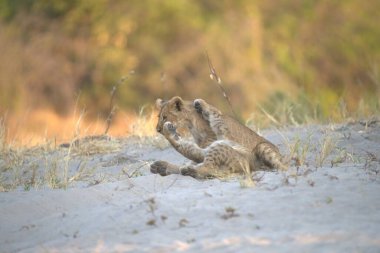 Ormandaki vahşi kedi