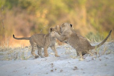 Vahşi Afrika aslanı.