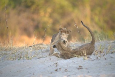 Kumda, namibya 'da, Afrika' da oynayan aslan yavrusu