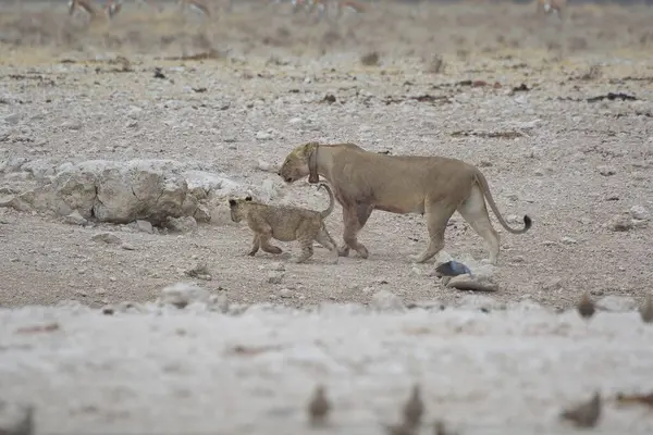 Etoşa Ulusal Parkı, Namibya 'da aslan