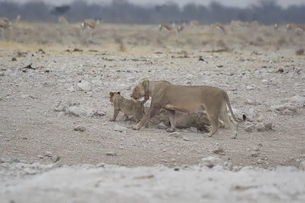 Çölde oynayan bir grup beyaz aslan.
