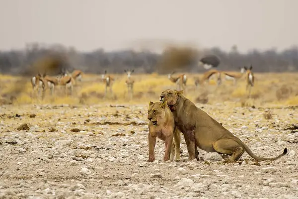 Güney Afrika 'daki Kruger Ulusal Parkı' nda aslan var.