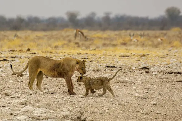 Afrika savanındaki genç aslan.