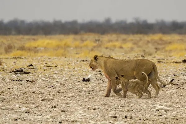 Namibya bozkırında genç bir aslan.