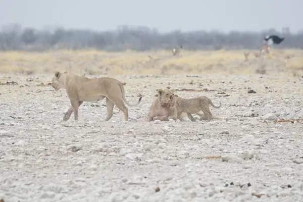 Aslan etkin ulusal park, Namibya