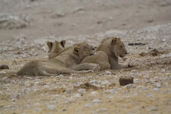 Çölde bir grup aslan.