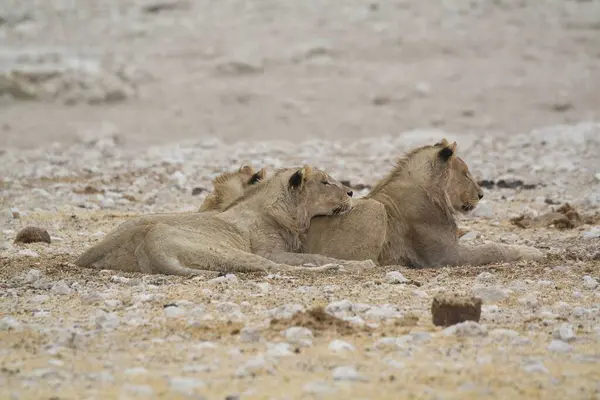 Çölde bir çift aslan.