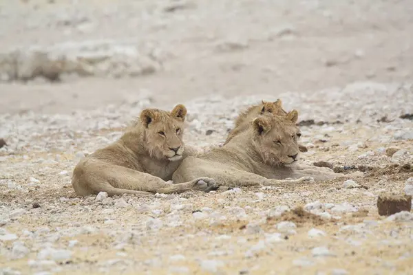 Etoşa 'da iki aslan.