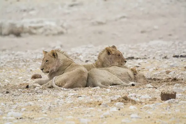 Çölün ortasında küçük bir aslanla şirin bir aslanın yakın plan fotoğrafı.
