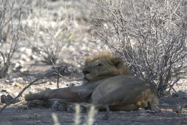 Erkek aslan kumda yatıyor.