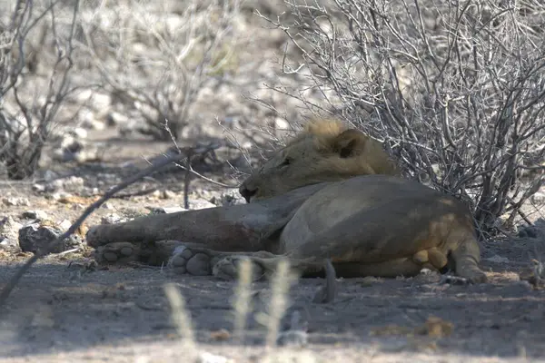 Afrika vahşi hayvanlar