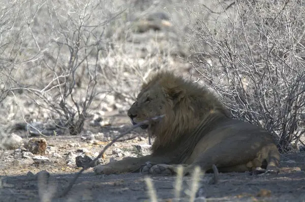 Kenya savanındaki aslan