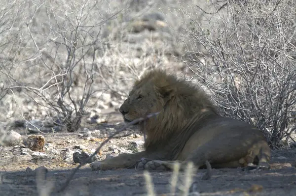 Namibya 'da bir kayanın üzerinde dinlenen erkek aslan.