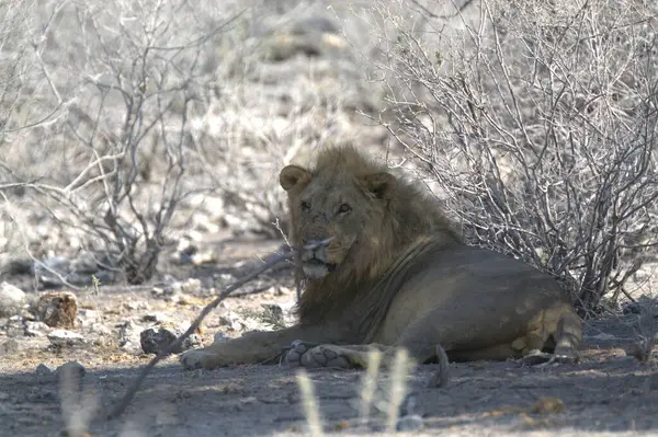 Namibya bozkırında bir aslan
