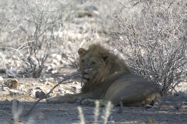Afrika 'da Namibya aslanı