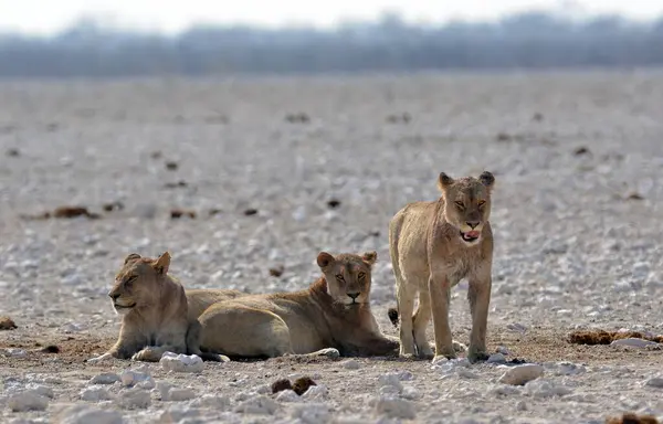 Çölde bir grup aslan.