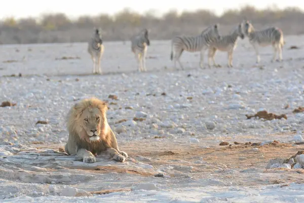 Etoşa parkındaki Afrika aslanı.