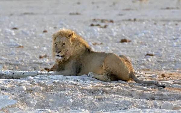 Afrika aslanı, panthera leo, yetişkin, etosha milli parkı, namibya
