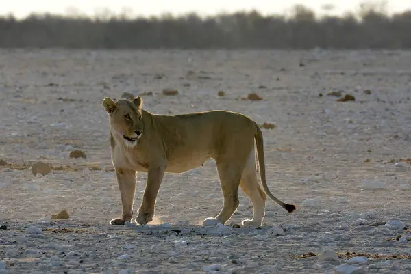 Etoşa Milli Parkı 'ndaki aslan.