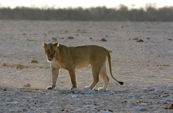 Ormandaki beyaz köpek