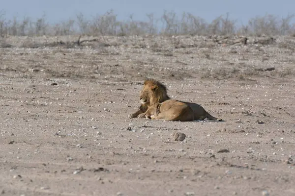 Çölde yatan bir aslan