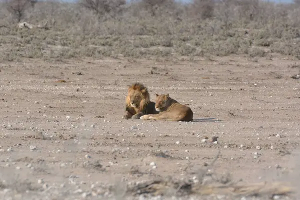 Aslan etkin ulusal park, Namibya