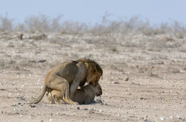 Afrika Namibya 'da genç bir aslan