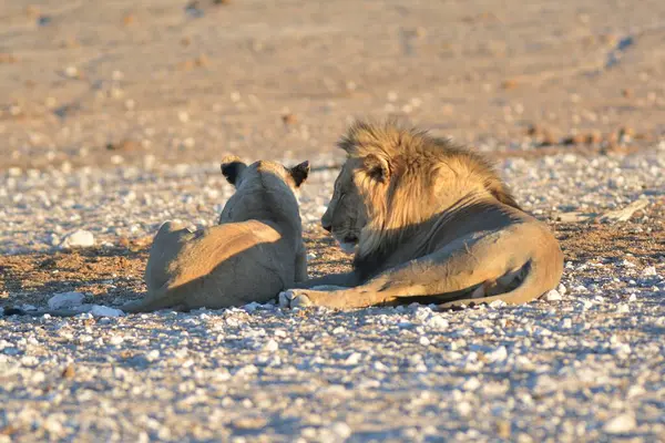 Aslan etkin ulusal park, Namibya